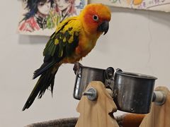 -吉丁鸟咖·异宠·寄养