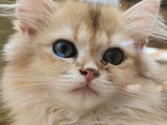 -帕帕拉兹宠物(亚洲旗舰店)