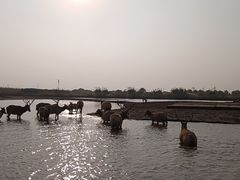 -宁波杭州湾国家湿地公园