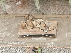 -青藏高原野生动物园