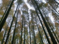 -山王坪喀斯特国家生态公园