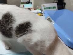 -半岛宠物医院24小时(白果林店)