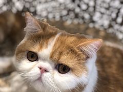 -飞行喵MR PILOT|猫舍·猫咖(静安大融城店)