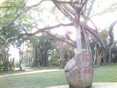 -瑞丽独树成林风景区