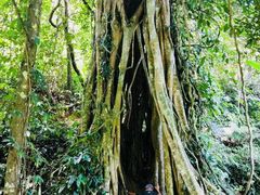 -中国科学院西双版纳热带植物园