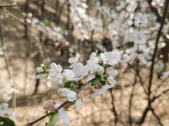 -香山公园
