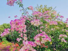 -莲花山公园