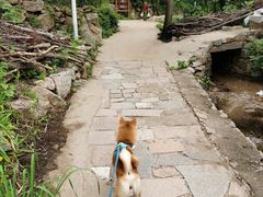 -大岭沟猕猴桃谷风景区