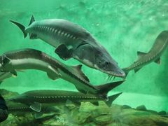 -太平洋海底世界