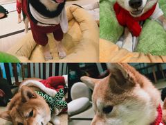 -逗柴咖啡屋·狗咖猫咖宠物桌游