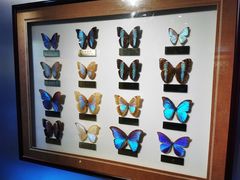 -上海昆虫博物馆