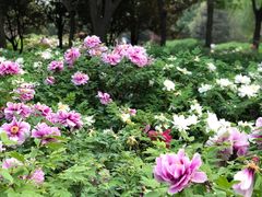 -洛阳市隋唐城遗址植物园