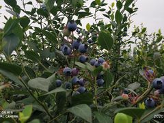 -金谷域澳洲庄园