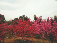 -秀丽东方