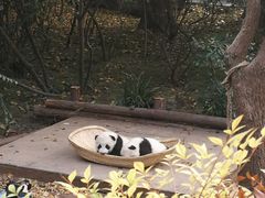 景点-成都大熊猫繁育研究基地