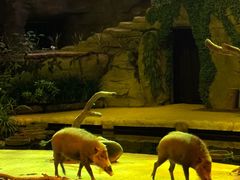 -夜间野生动物园
