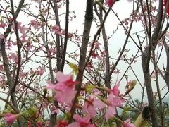 -天适樱花悠乐园