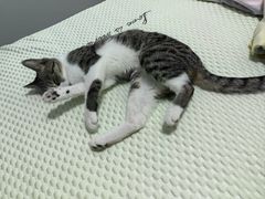-艾吉宠物医院·疑难杂症转诊中心·猫友好(碧江路院)