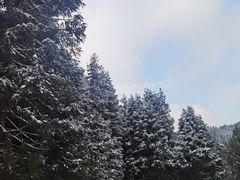 -武陵山森林公园