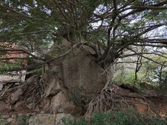 -草庵摩尼教遗址公园