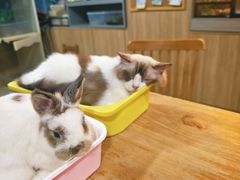 -藦茜花园宠物主题亲子互动体验馆(国顺东路店)