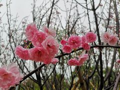 -天适樱花悠乐园