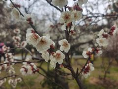 -香雪海