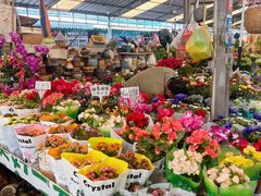 -曲阳花鸟市场(曲阳路店)