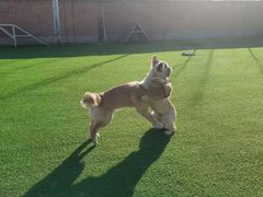 -北京京卫宠物寄养训练中心