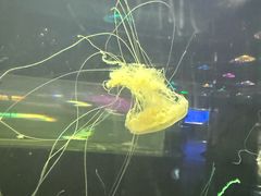 -重庆欢乐海底世界
