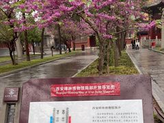 -西安碑林博物馆