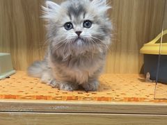 -欣宠猫屋·矮脚拿破仑·蓝金金渐层