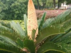 android_upload_pic-丽华园(汉阳龙阳店)