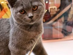 -猫咪派对(江南西店)
