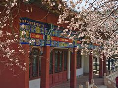 -桃花堤公园
