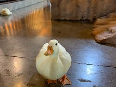 -昆明大悦城未来动物城(螺蛳湾中心店)