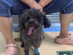 -小叮当动物医院·骨科·眼科