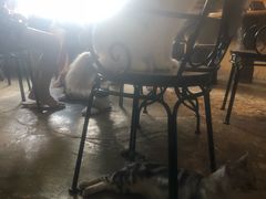 -猫猫幼稚园·撸猫·桌游·电玩
