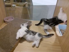 -屋虎猫馆(宝安大仟里店)