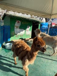 -萌宠亲子动物乐园(槐房万达店)