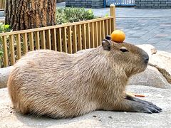 -北京野生动物园