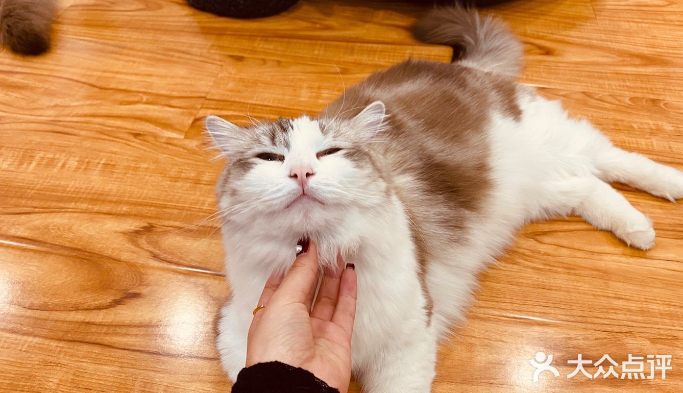 撸猫一时爽，一直撸猫一直爽！