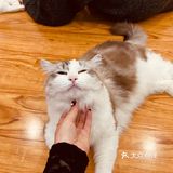 撸猫一时爽，一直撸猫一直爽！