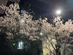 -武汉大学-樱园