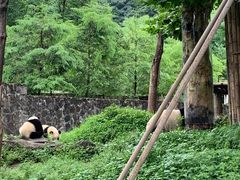 -都江堰中华大熊猫苑