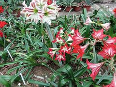 -华南国家植物园-售票处