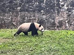 -都江堰中华大熊猫苑
