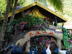 -西双版纳原始森林公园