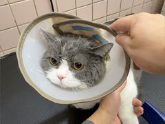 -FAELING PETS美天灵宠物(富力广场店)