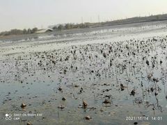 -天津东丽湖风景区